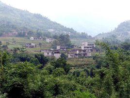 華峰村[雲南綏江縣中城鎮下轄村]