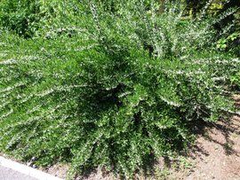 鐵桿蒿[菊目菊科植物]