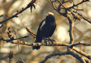 阿氏蟻鵖 阿氏蟻鵖