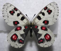 小紅珠絹蝶 小紅珠絹蝶