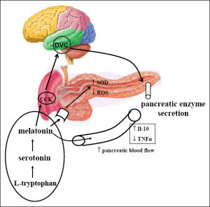 胰腺分泌消化液
