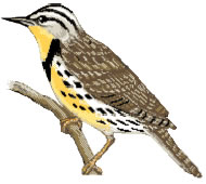 鳥類夢中學鳴叫