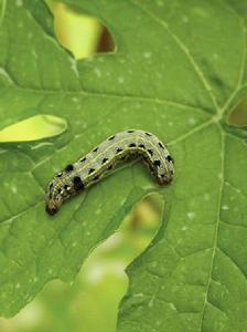 斜紋夜蛾 斜紋夜蛾