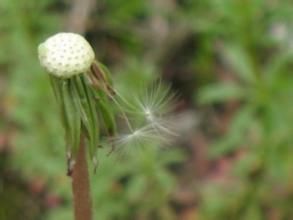 短喙蒲公英 短喙蒲公英