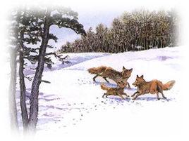 金色的腳印 金色的腳印