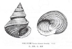 中國土耳其螺 中國土耳其螺