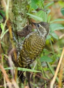 點斑啄木鳥 點斑啄木鳥