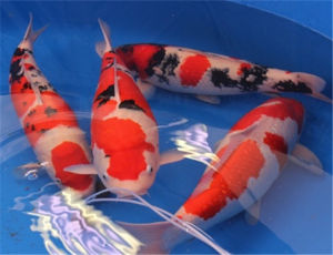 大正三色錦鯉魚 大正三色錦鯉魚