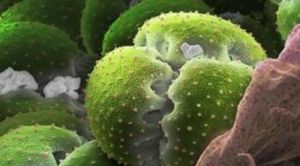 原位孢粉 原位孢粉