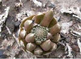 黃花瓦松 黃花瓦松