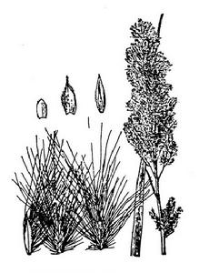 曲芒鵝觀草—墨線圖