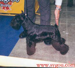 標準史猱查梗 標準史猱查梗