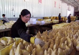 中國筍竹城 中國筍竹城