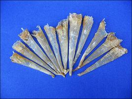 蟮膠燉棗 蟮膠燉棗