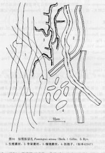 似雪擬層孔 似雪擬層孔