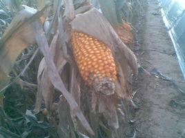 賈家店農場 賈家店農場