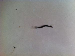 糙尾蟲屬 糙尾蟲屬