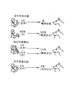 行為主義學習理論