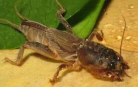 黃麻螻蛄 黃麻螻蛄