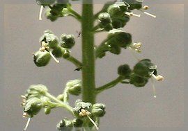 綿果棘豆 綿果棘豆