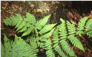 棒腺毛蕨 棒腺毛蕨