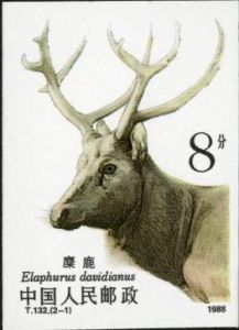 T132W 《麋鹿(無齒)》 T132W 《麋鹿(無齒)》