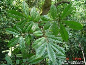 亨氏紅豆 亨氏紅豆