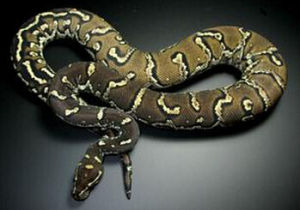 安哥拉蟒 安哥拉蟒