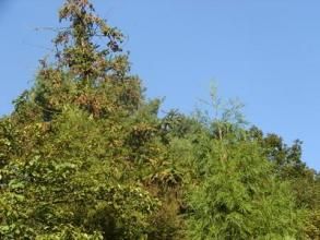 蘭宜慶村 蘭宜慶村