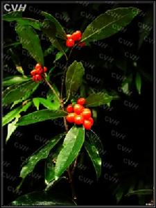 阿爾泰瑞香 阿爾泰瑞香