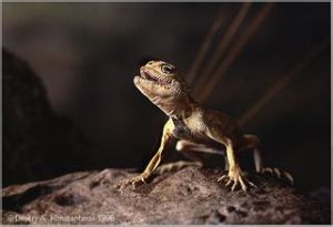 澤當沙蜥 澤當沙蜥