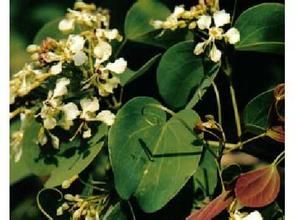 總狀花羊蹄甲 總狀花羊蹄甲