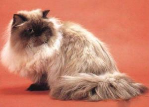 朱古力重點色貓