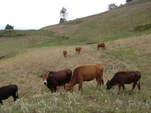 箐乾坪村 箐乾坪村