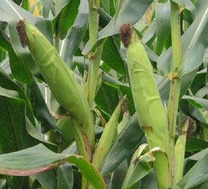 京科8號 京科8號