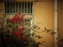 紅枸子圖片欣賞