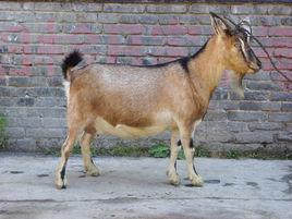 黔北麻羊 黔北麻羊