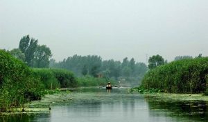 白洋淀休閒島 白洋淀休閒島