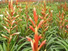 步步高鳳梨 步步高鳳梨