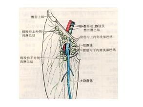 隱靜脈裂孔 隱靜脈裂孔