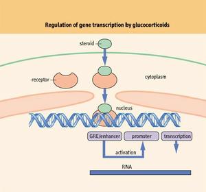 糖皮質激素受體 糖皮質激素受體