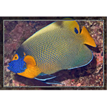 藍條灰神仙 藍條灰神仙