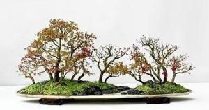 叢林式盆景 叢林式盆景