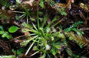 長柱茅膏菜 長柱茅膏菜