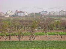 曹一村[浙江省餘姚市小曹娥鎮下轄村]