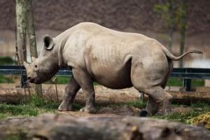 西部黑犀牛 西部黑犀牛