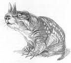 始齧亞目 始齧亞目