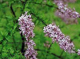 (木亡)果原綿蠟蚧 (木亡)果原綿蠟蚧