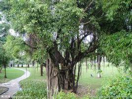 佛教四聖樹 佛教四聖樹