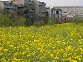 四川美術學院風景